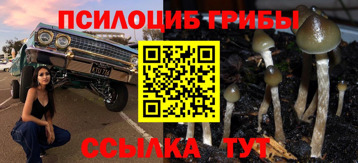 Черняховск  Галлюциногенные грибы Psilocybine cubensis  Вход с VPN 